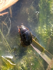 Tropisternus collaris