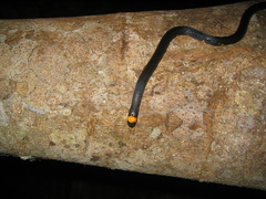 Micrurus narduccii melanotus