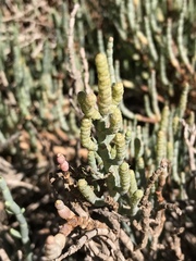 Arthroceras subterminale