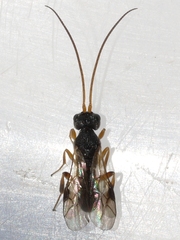 Ascogaster