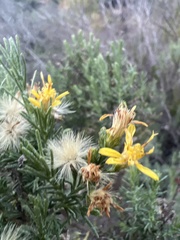 Ericameria ericoides