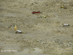 Leptuca leptodactyla