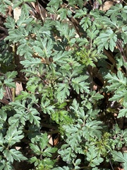 Phacelia bipinnatifida
