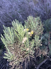 Ericameria ericoides