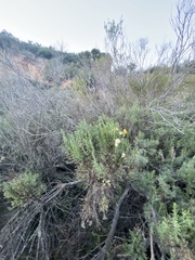 Ericameria ericoides