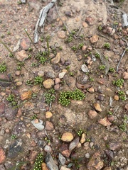 Siloxerus multiflorus