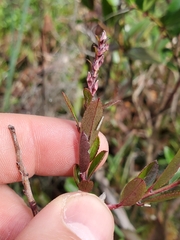Ericaceae