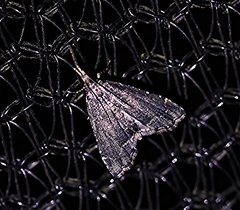 Diplopseustis perieresalis