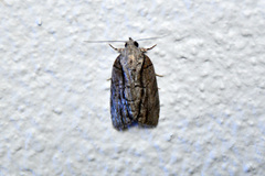 Etanna clopaea
