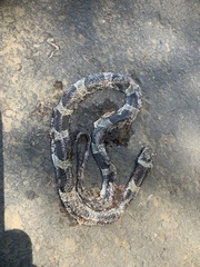 Leptodeira nigrofasciata