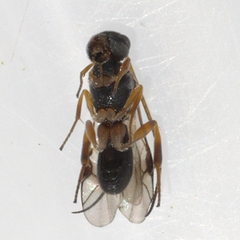 Ascogaster