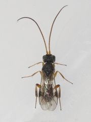 Ascogaster