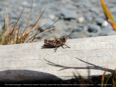 Phaulacridium marginale