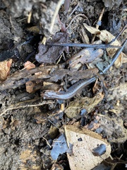 Plethodon ventralis