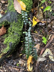 Pellaea rotundifolia