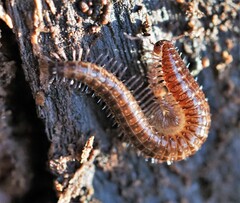 Cleidogona