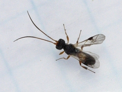 Ascogaster