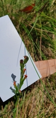 Pterostylis rubescens
