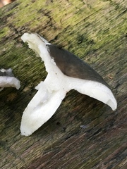 Heterophyllidia