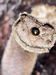 Amphylaeus morosus