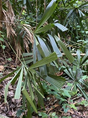 Rhapis excelsa