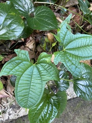 Dioscorea sansibarensis