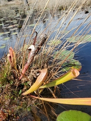 Sarracenia minor