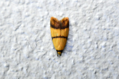 Heteroteucha translatella