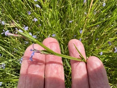 Lobelia anceps