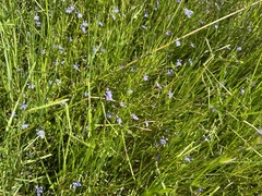 Lobelia anceps