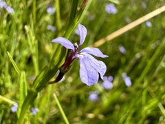 Lobelia anceps