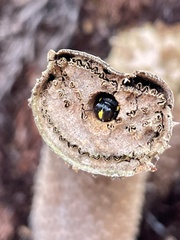 Amphylaeus morosus