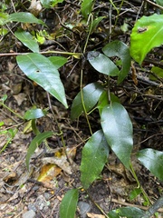 Passiflora tetrandra
