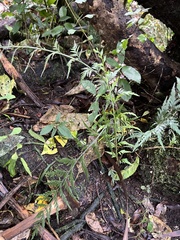 Asplenium appendiculatum