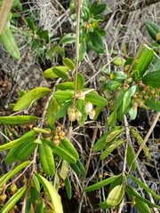 Pieris phillyreifolia
