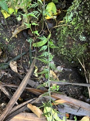 Asplenium appendiculatum