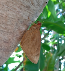 Erionota thrax thrax