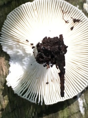 Heterophyllidia
