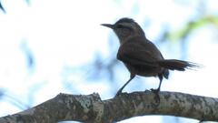 Cranioleuca pyrrhophia