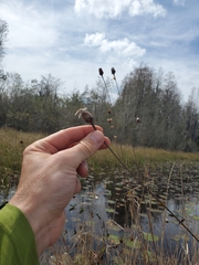 Xyris fimbriata