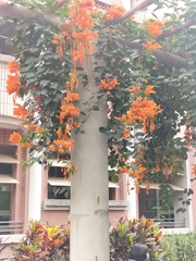 Pyrostegia