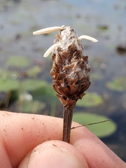 Xyris fimbriata