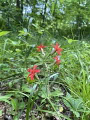 Silene virginica
