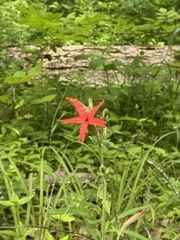 Silene virginica