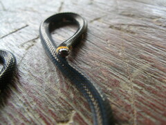 Micrurus narduccii melanotus