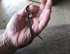 Micrurus narduccii melanotus