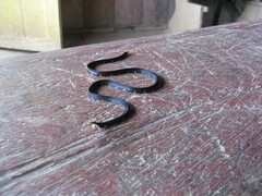 Micrurus narduccii melanotus