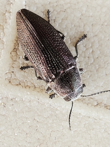 Buprestis apricans