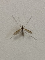 Tipula furca