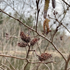 Alnus serrulata